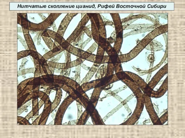 Нитчатые скопление цианид, Рифей Восточной Сибири