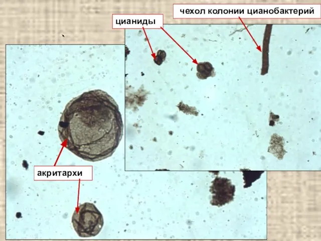чехол колонии цианобактерий акритархи цианиды