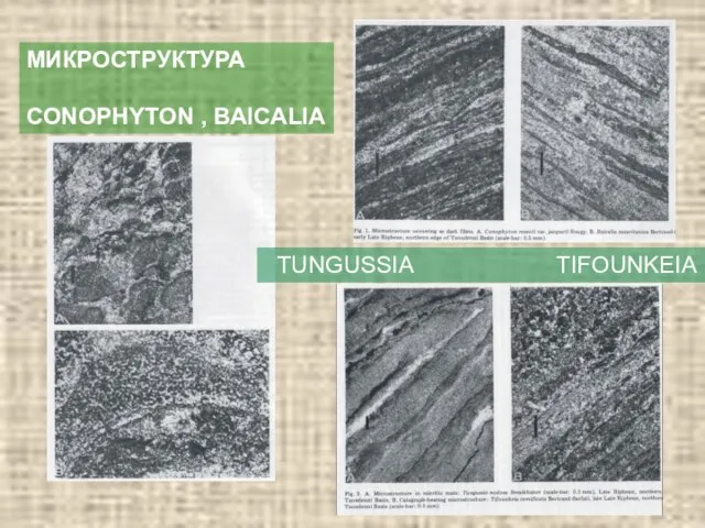 МИКРОСТРУКТУРА CONOPHYTON , BAICALIA TUNGUSSIA TIFOUNKEIA