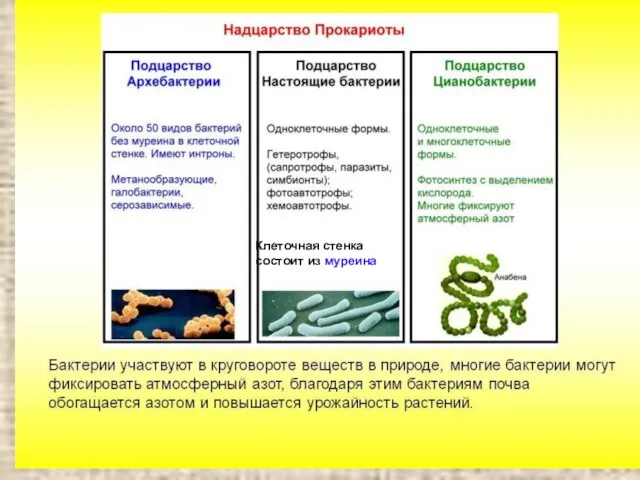 Клеточная стенка состоит из муреина