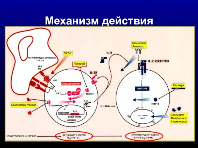 Механизм действия