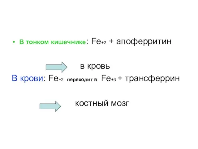 В тонком кишечнике: Fe+2 + апоферритин в кровь В крови: Fe+2