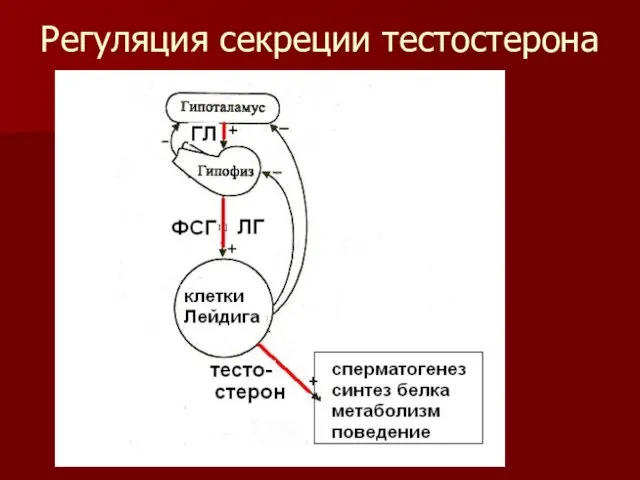 Регуляция секреции тестостерона