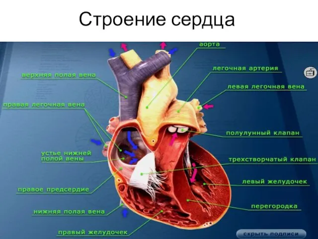 Строение сердца