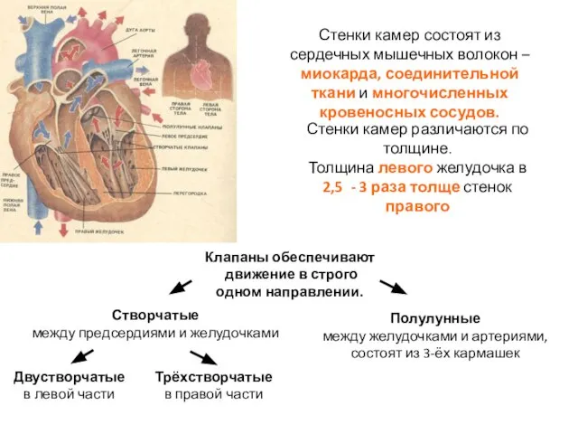 Стенки камер состоят из сердечных мышечных волокон – миокарда, соединительной ткани