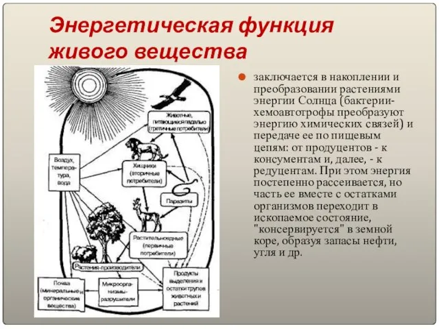 Энергетическая функция живого вещества заключается в накоплении и преобразовании растениями энергии