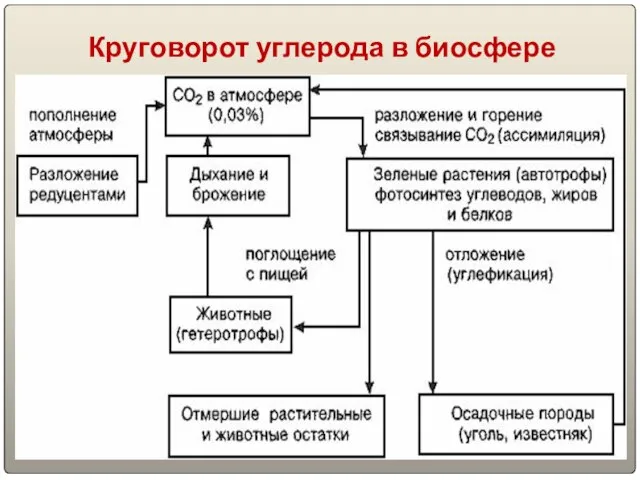 Круговорот углерода в биосфере