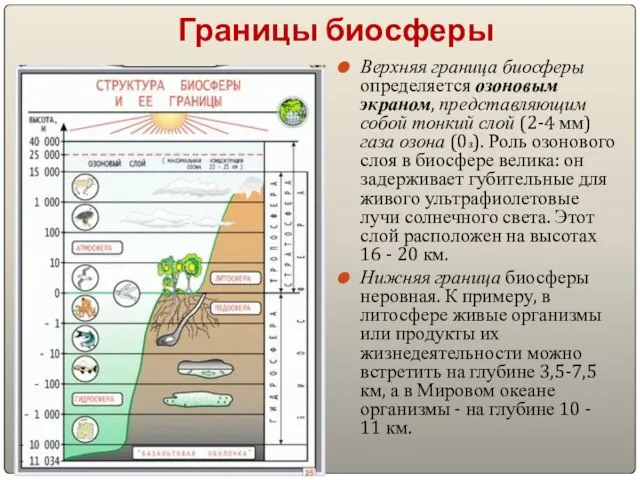 Границы биосферы Верхняя граница биосферы определяется озоновым экраном, представляющим собой тонкий