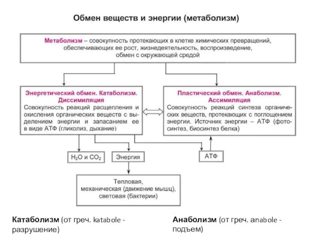 Катаболизм (от греч. katabole - разрушение) Анаболизм (от греч. аnabole - подъем)