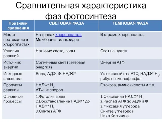 Сравнительная характеристика фаз фотосинтеза