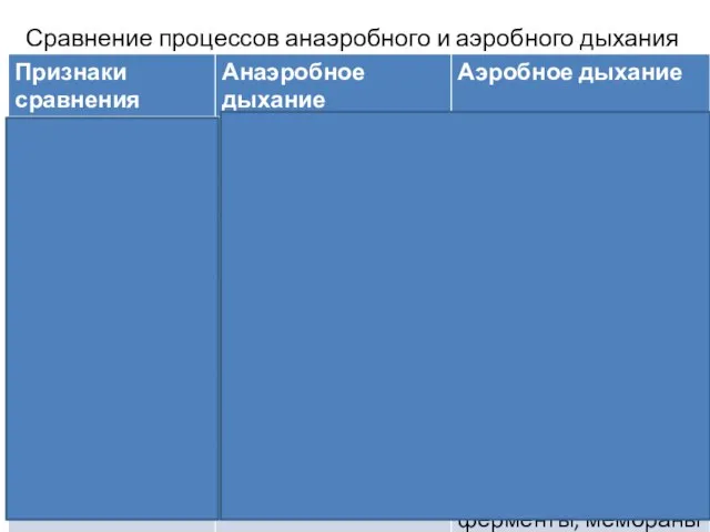 Сравнение процессов анаэробного и аэробного дыхания