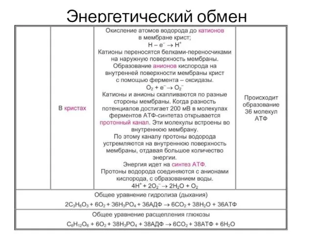 Энергетический обмен