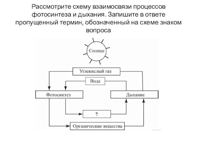 Рассмотрите схему взаимосвязи процессов фотосинтеза и дыхания. Запишите в ответе пропущенный