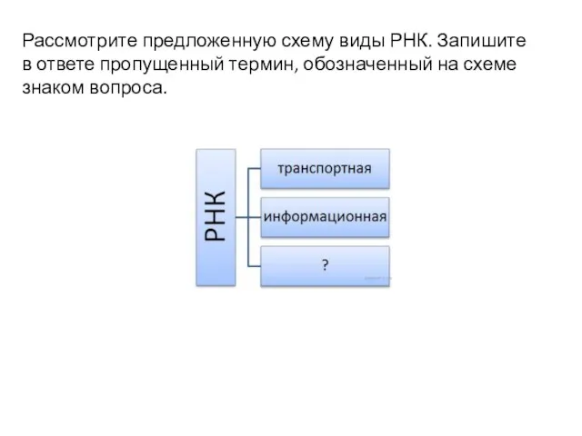 Рассмотрите предложенную схему виды РНК. Запишите в ответе пропущенный термин, обозначенный на схеме знаком вопроса.