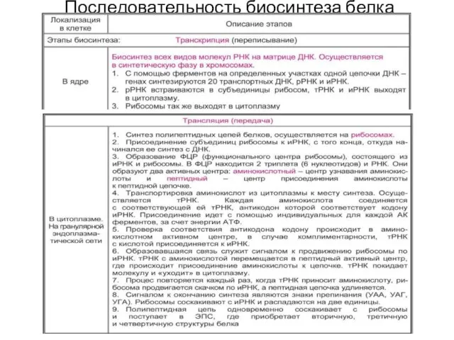 Последовательность биосинтеза белка