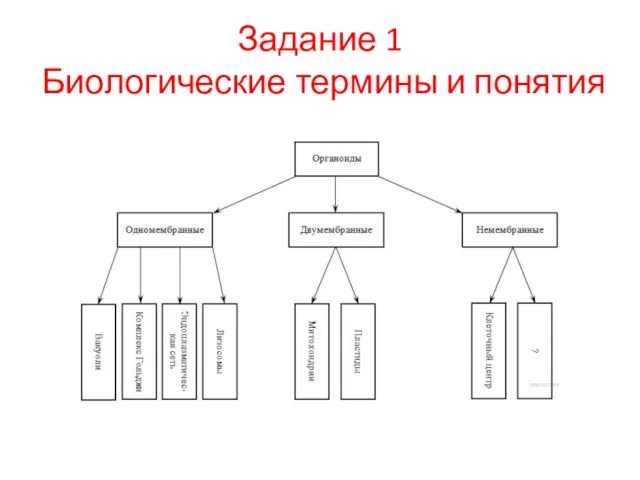 Задание 1 Биологические термины и понятия