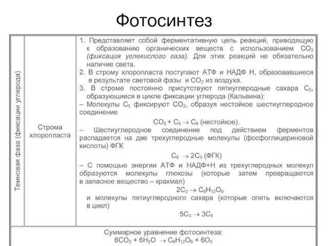 Фотосинтез