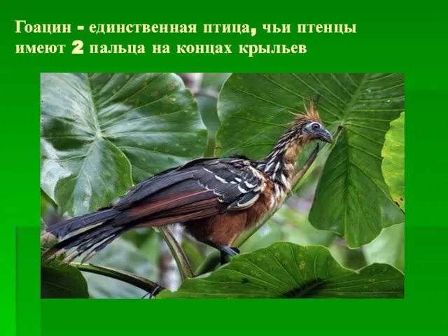 Гоацин - единственная птица, чьи птенцы имеют 2 пальца на концах крыльев