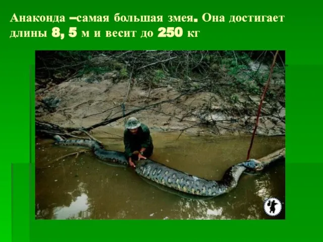 Анаконда –самая большая змея. Она достигает длины 8, 5 м и весит до 250 кг