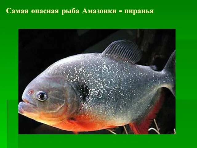 Самая опасная рыба Амазонки - пиранья