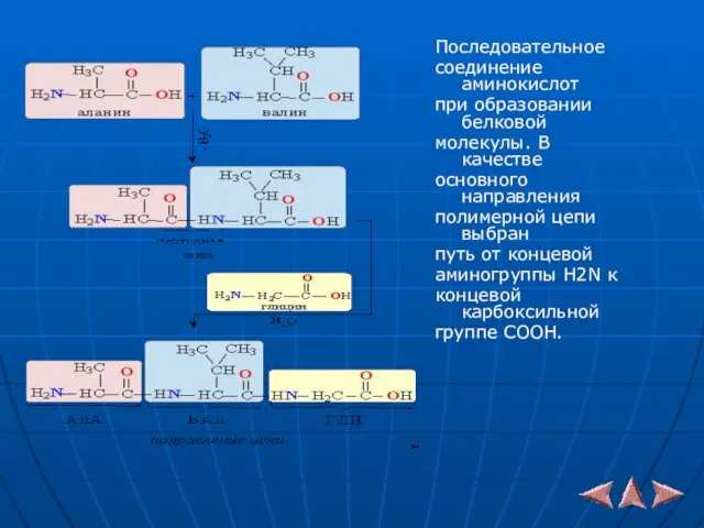 Последовательное соединение аминокислот при образовании белковой молекулы. В качестве основного направления