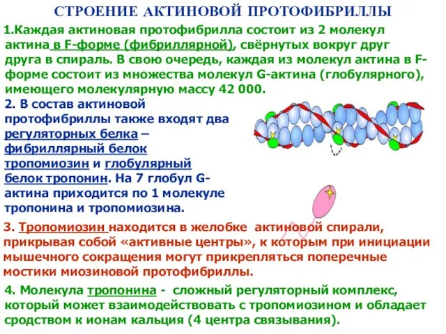 1.Каждая актиновая протофибрилла состоит из 2 молекул актина в F-форме (фибриллярной),