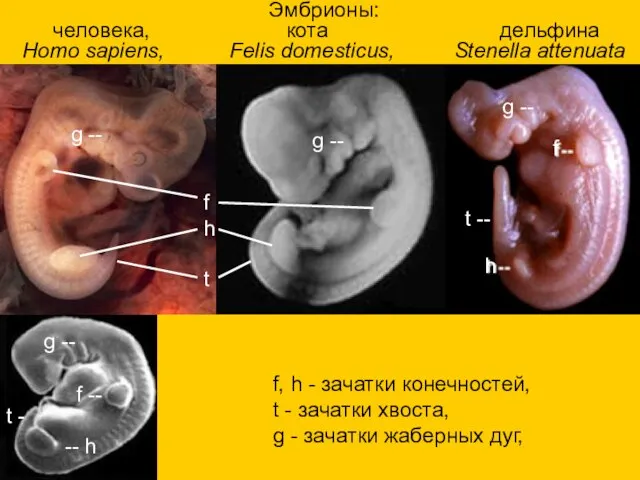 Эмбрионы: человека, кота дельфина Homo sapiens, Felis domesticus, Stenella attenuata f,