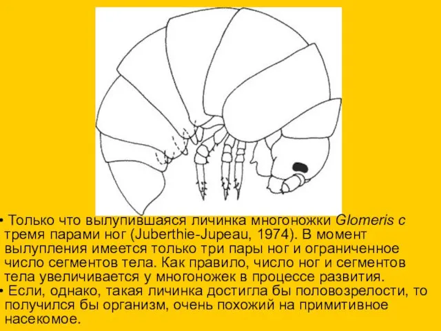 Только что вылупившаяся личинка многоножки Glomeris с тремя парами ног (Juberthie-Jupeau,