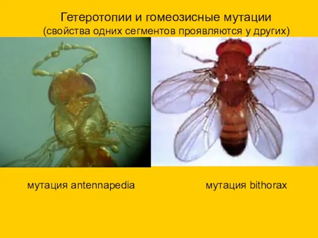 Гетеротопии и гомеозисные мутации (свойства одних сегментов проявляются у других) мутация antennapedia мутация bithorax