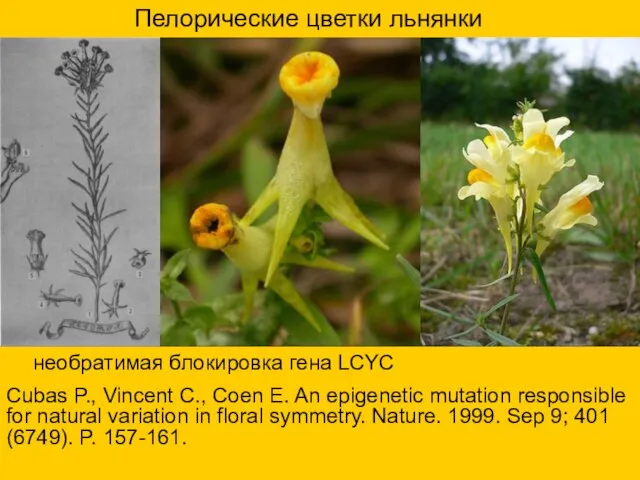 Пелорические цветки льнянки необратимая блокировка гена LCYC Cubas P., Vincent C.,