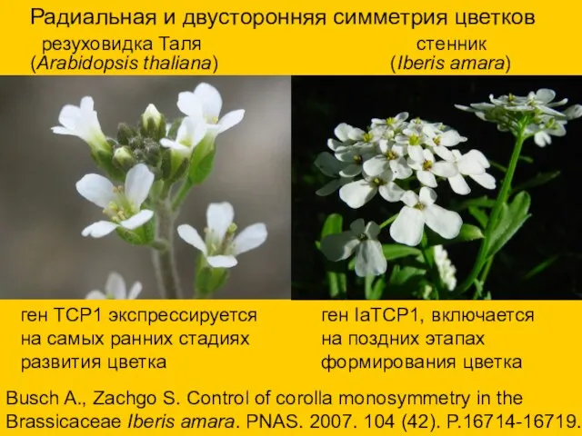 резуховидка Таля стенник (Arabidopsis thaliana) (Iberis amara) Busch A., Zachgo S.