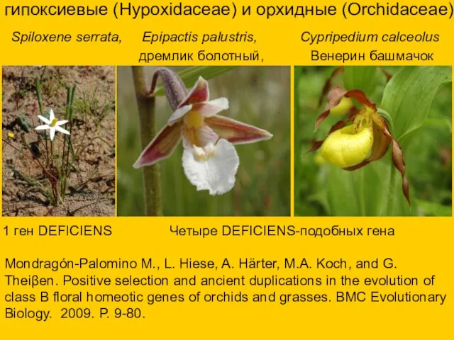 гипоксиевые (Hypoxidaceae) и орхидные (Orchidaceae) Spiloxene serrata, Epipactis palustris, Cypripedium calceolus