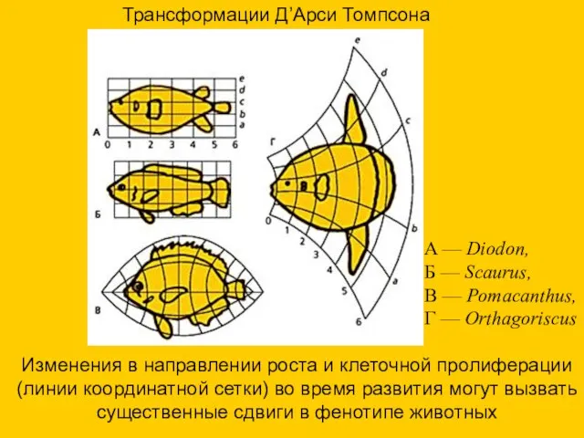 Изменения в направлении роста и клеточной пролиферации (линии координатной сетки) во