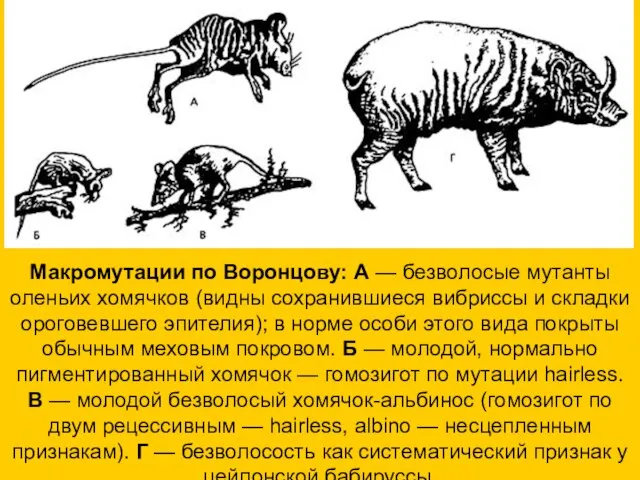 Макромутации по Воронцову: А — безволосые мутанты оленьих хомячков (видны сохранившиеся