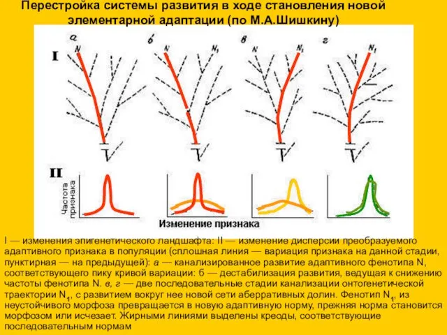 Перестройка системы развития в ходе становления новой элементарной адаптации (по М.А.Шишкину)