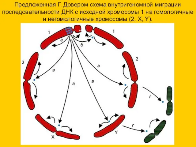 Предложенная Г. Довером схема внутригеномной миграции последовательности ДНК с исходной хромосомы