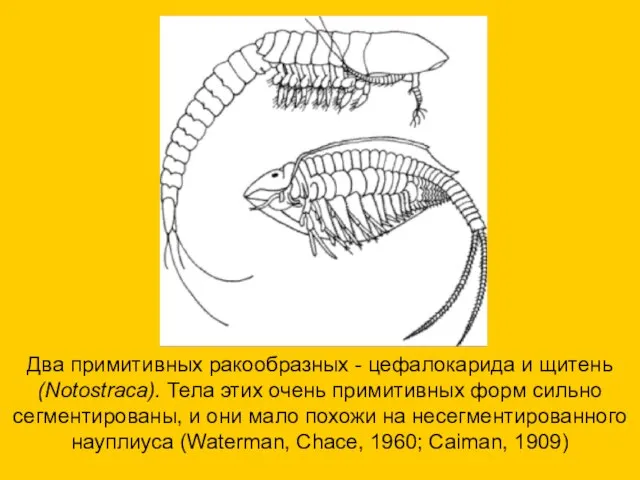 Два примитивных ракообразных - цефалокарида и щитень (Notostraca). Тела этих очень