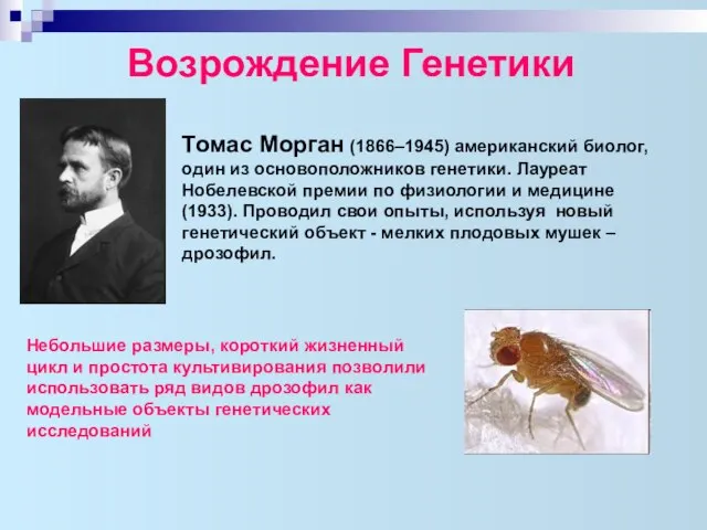 Возрождение Генетики Томас Морган (1866–1945) американский биолог, один из основоположников генетики.