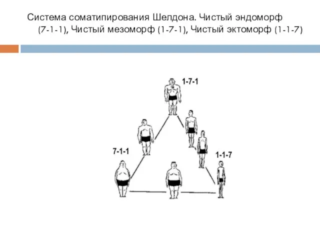 Система соматипирования Шелдона. Чистый эндоморф (7-1-1), Чистый мезоморф (1-7-1), Чистый эктоморф (1-1-7)