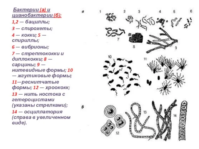 Бактерии (а) и цианобактерии (б): 1,2 — бациллы; 3 — спирохеты;