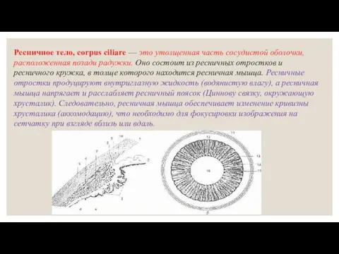 Ресничное тело, corpus ciliare — это утолщенная часть сосудистой оболочки, расположенная