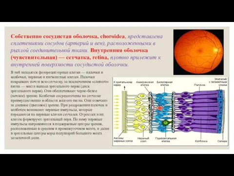 В ней находятся фоторецепторные клетки — палочки и колбочки, нервные и