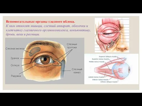 Вспомогательные органы глазного яблока. К ним относят мышцы, слезный аппарат, оболочки