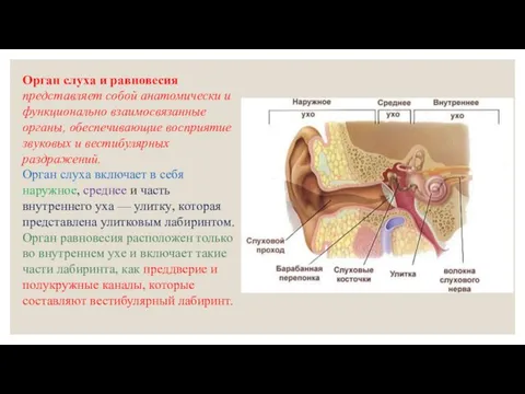 Орган слуха и равновесия представляет собой анатомически и функционально взаимосвязанные органы,