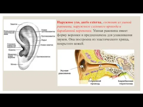 Наружное ухо, auris externa, состоит из ушной раковины, наружного слухового прохода