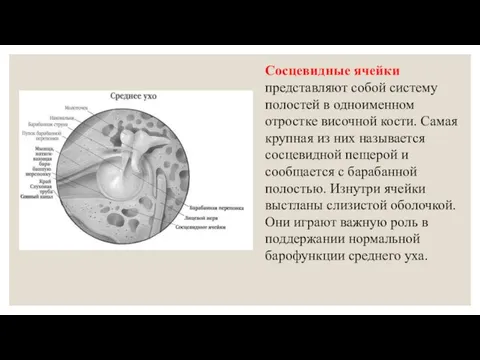 Сосцевидные ячейки представляют собой систему полостей в одноименном отростке височной кости.