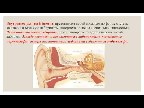 Внутреннее ухо, auris interna, представляет собой сложную по форме систему каналов,