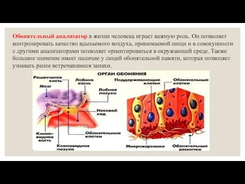 Обонятельный анализатор в жизни человека играет важную роль. Он позволяет контролировать