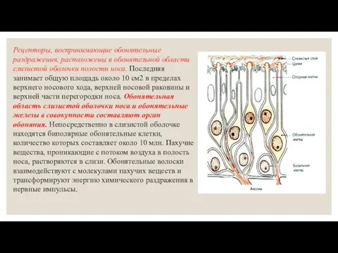 Рецепторы, воспринимающие обонятельные раздражения, расположены в обонятельной области слизистой оболочки полости