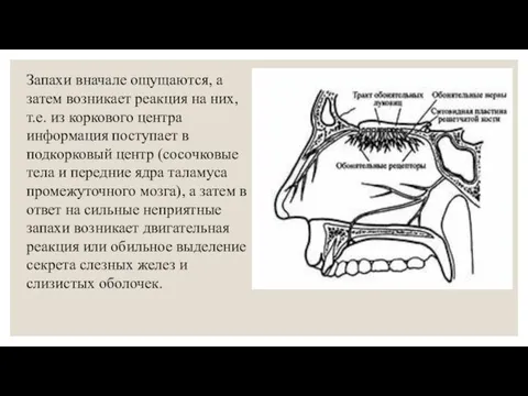 Запахи вначале ощущаются, а затем возникает реакция на них, т.е. из